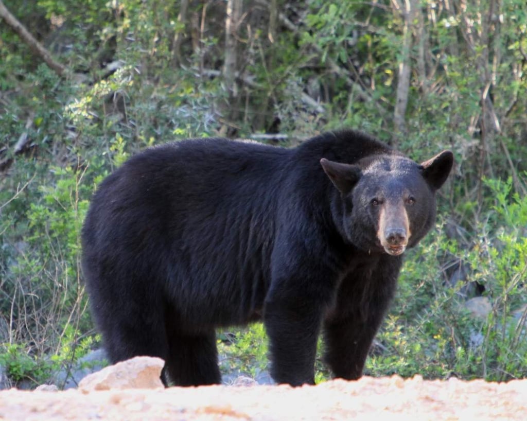 Entra oso negro en domicilio de Monterrey