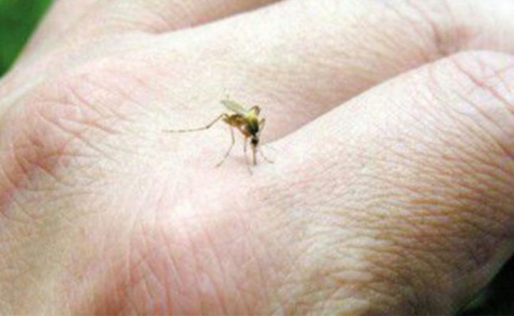 Hay 12 casos sospechosos por dengue
