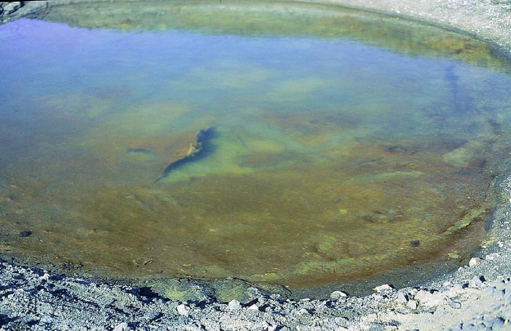 Así sobreviven los microbios de lagos salados de la Antártida