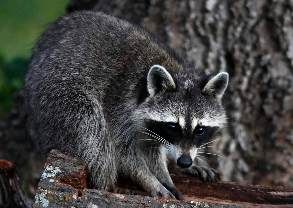 Por turistas, mapaches cambian sus hábitos naturales