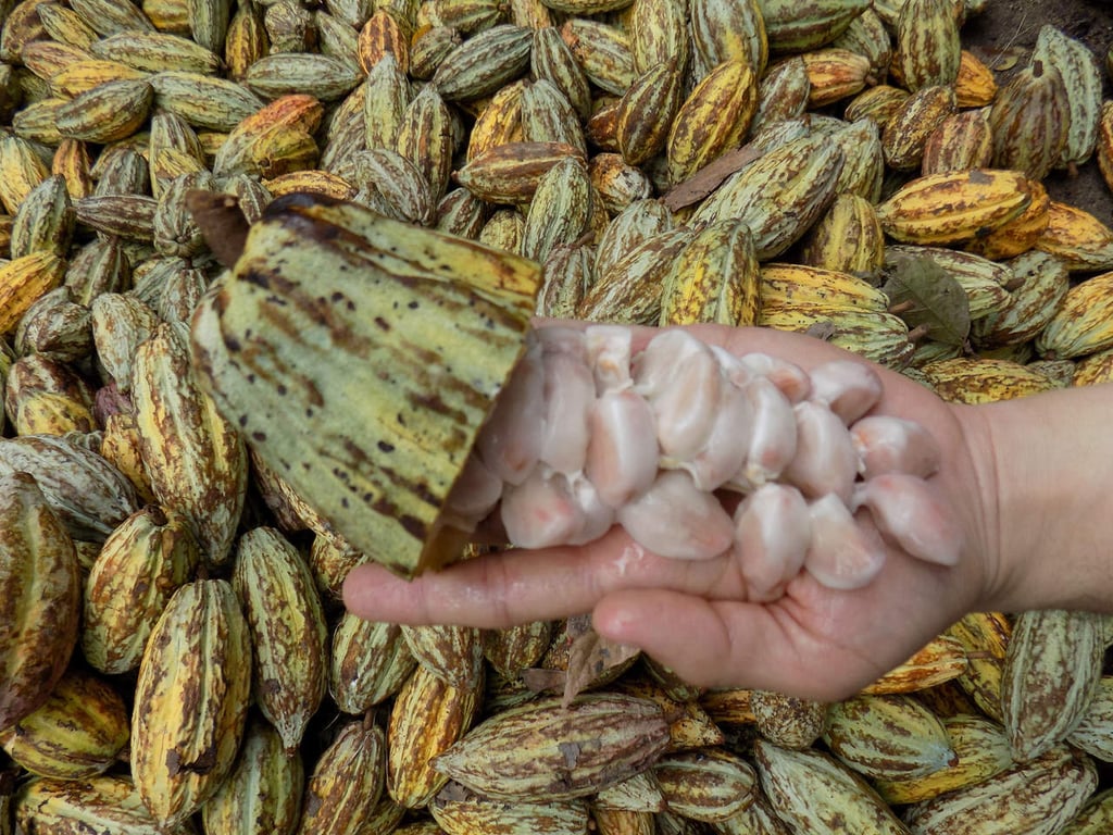 Cacao beneficia al sistema cardiovascular, descubren mexicanos