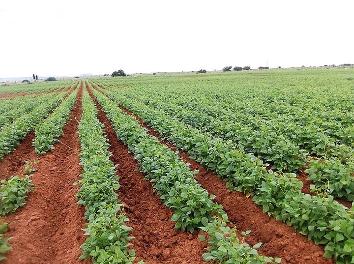 Afectan lluvias a campesinos que sembraron tarde el frijol