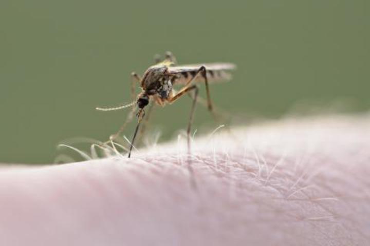 Gómez Palacio,  foco de dengue