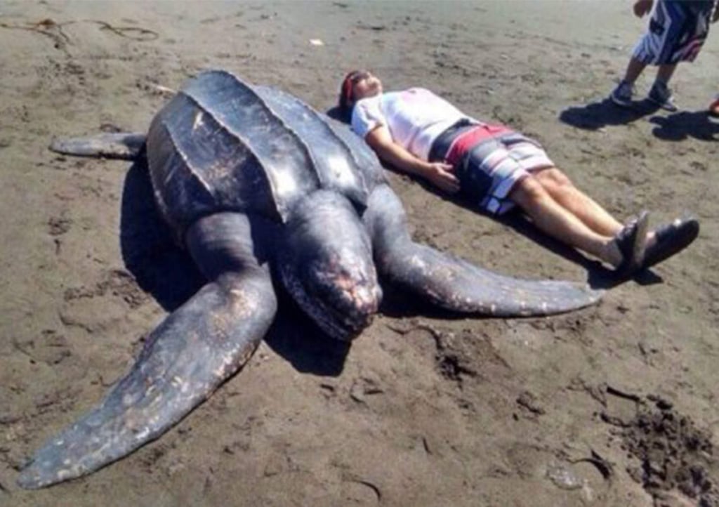 Encuentran tortuga de 700 kg en España