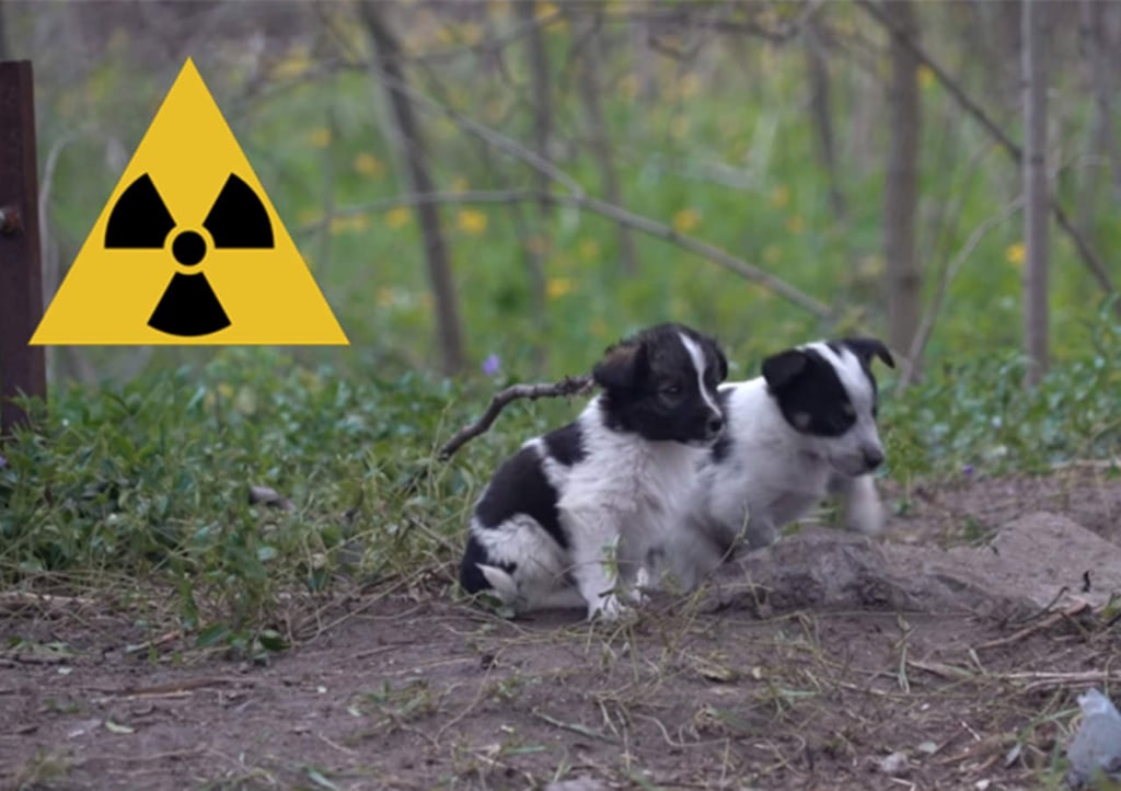 Cachorros radioactivos de Chernóbil buscan cariño humano