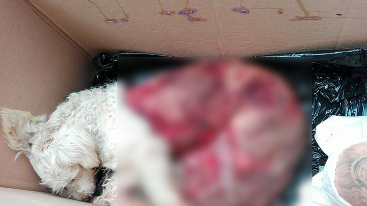 Caso de presunto maltrato animal se define hoy