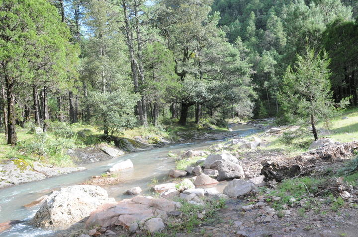 Durango es primer lugar nacional en manejo forestal