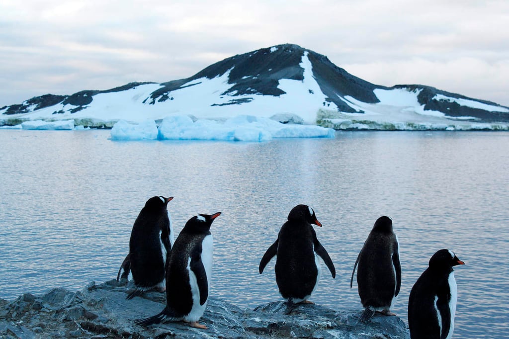 Pide WWF crear área protegida tras muerte masiva de pingüinos en la Antartida