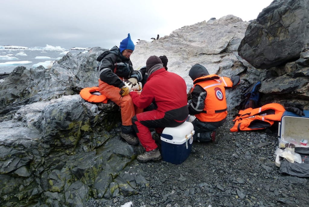 Masiva muerte de pingüinos en la Antártida