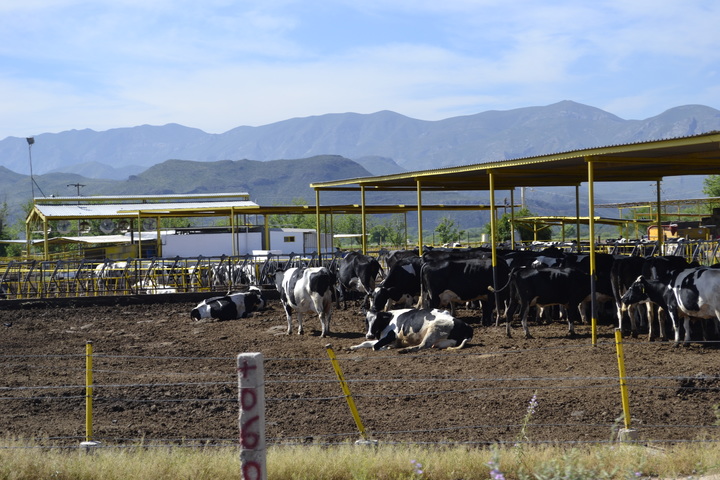 Sigue el robo de ganado en Durango