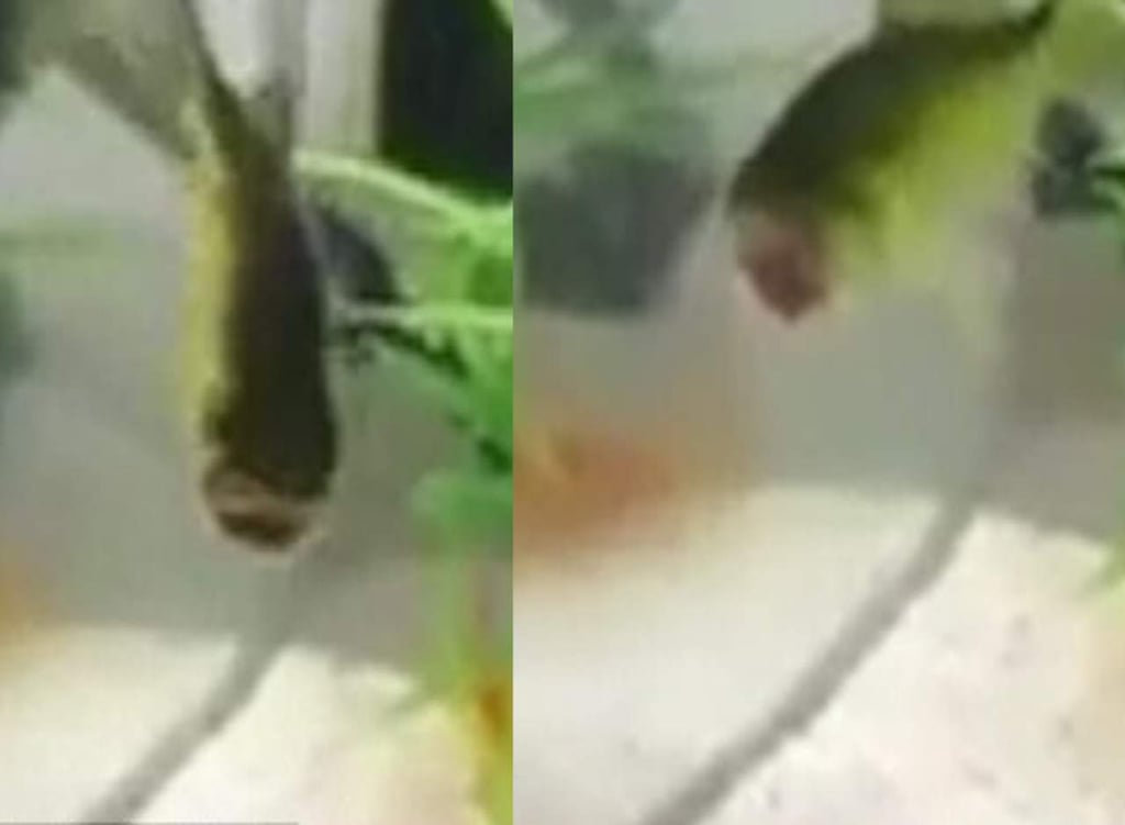 El pez que nadó sin cabeza por tres días
