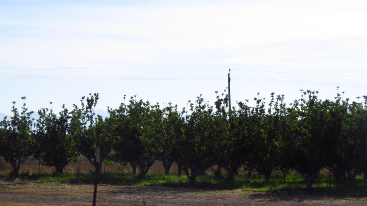 Fruticultura, en problemas en Nuevo Ideal