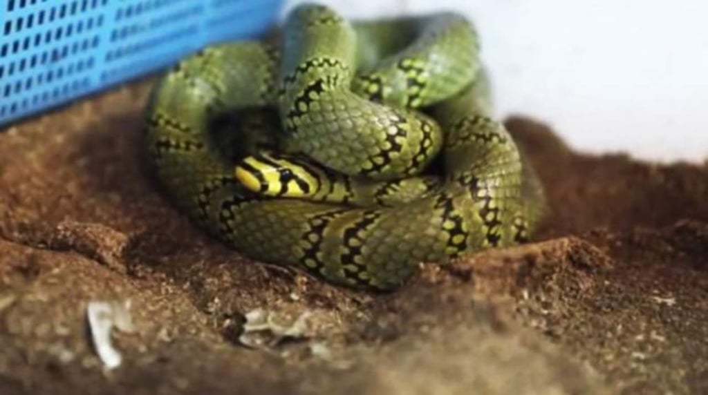 Logran criar serpiente rara en peligro de extinción