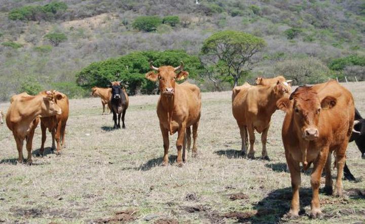 Casi 100 casos de robo de ganado