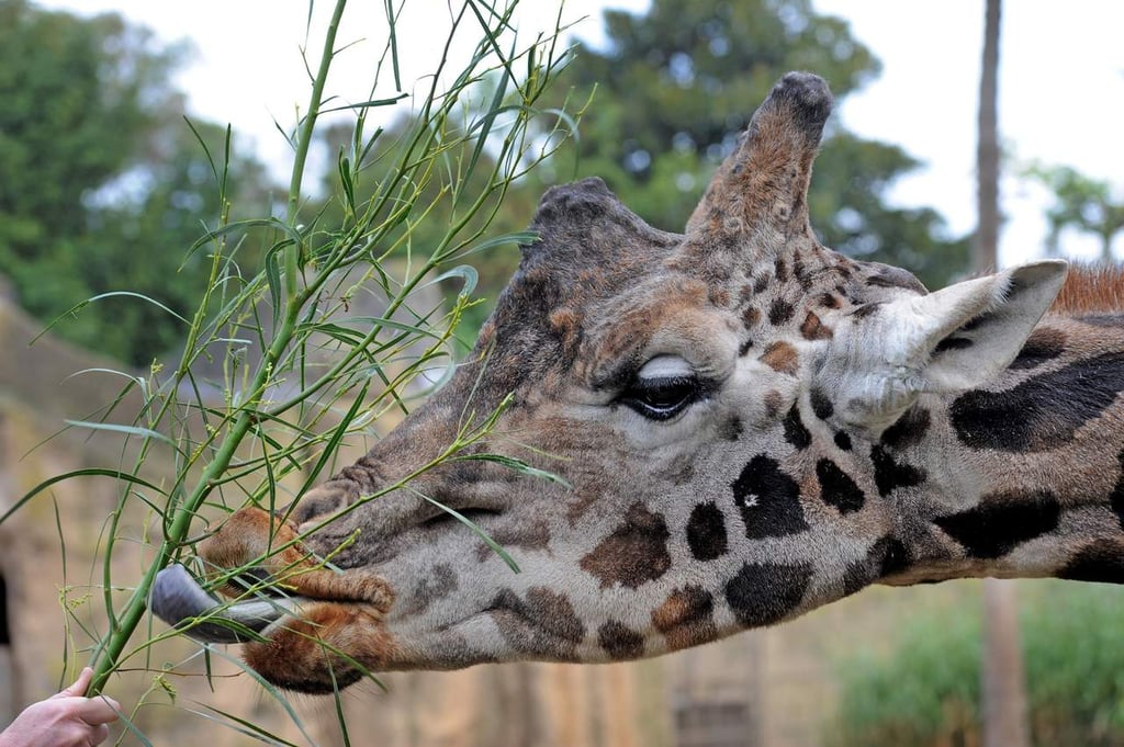 Una nueva especie de jirafa que vivió hace 9 millones de años