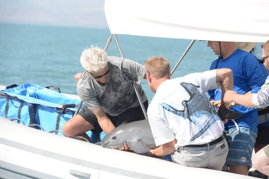 Muere vaquita marina rescatada el sábado