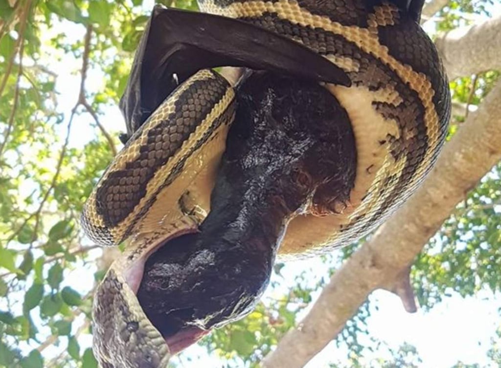 El increíble momento en que un pitón intenta comerse un murciélago