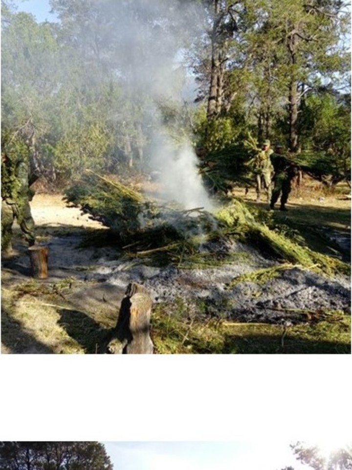 Aseguran 8 toneladas de 'mota', armas y hasta explosivos