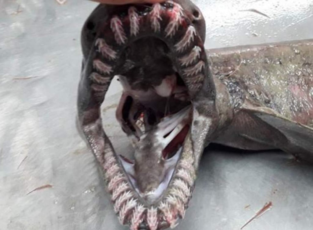 Encuentran un tiburón ‘prehistórico’ vivo en Portugal
