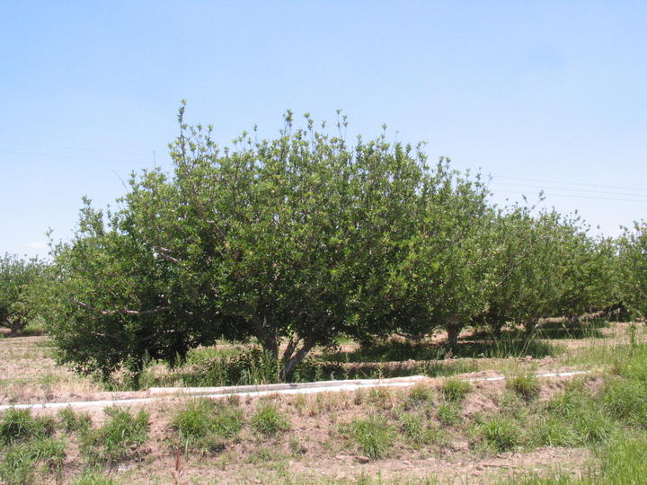 Producción de manzana, en riesgo