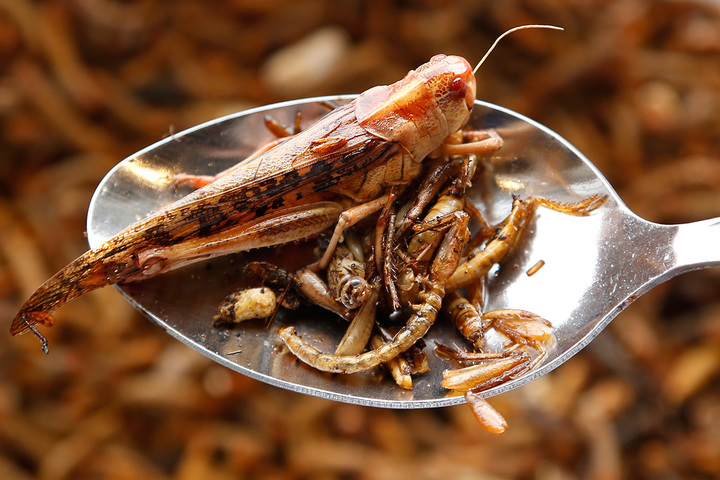 Grillos, alternativa nutricional