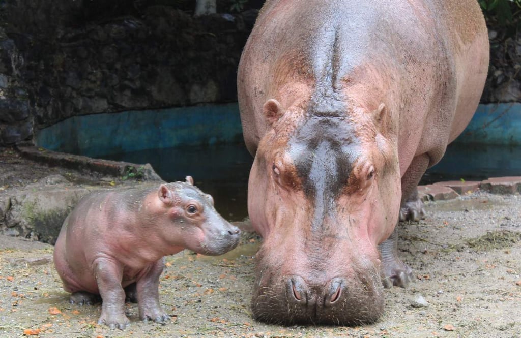 Mata mamá hipopótamo a su cría en reserva de Acapulco