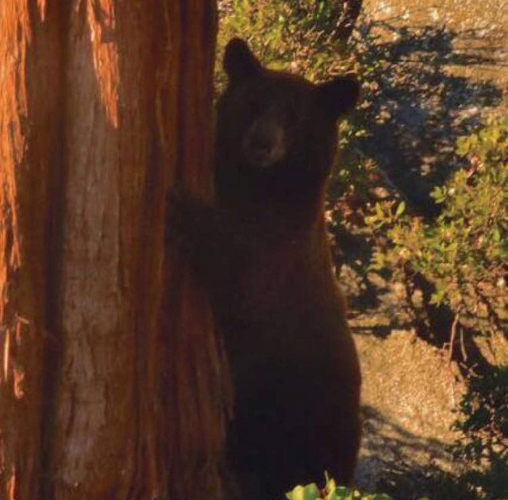 Mueren madre e hija tras chocar contra un oso en California