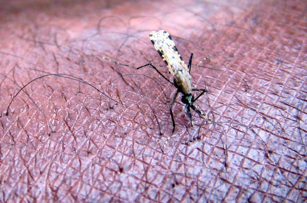 Lucha contra la malaria se empantana en el mundo