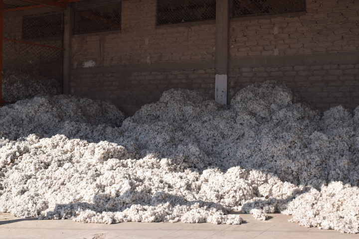Se reactiva la venta de algodón tras paro