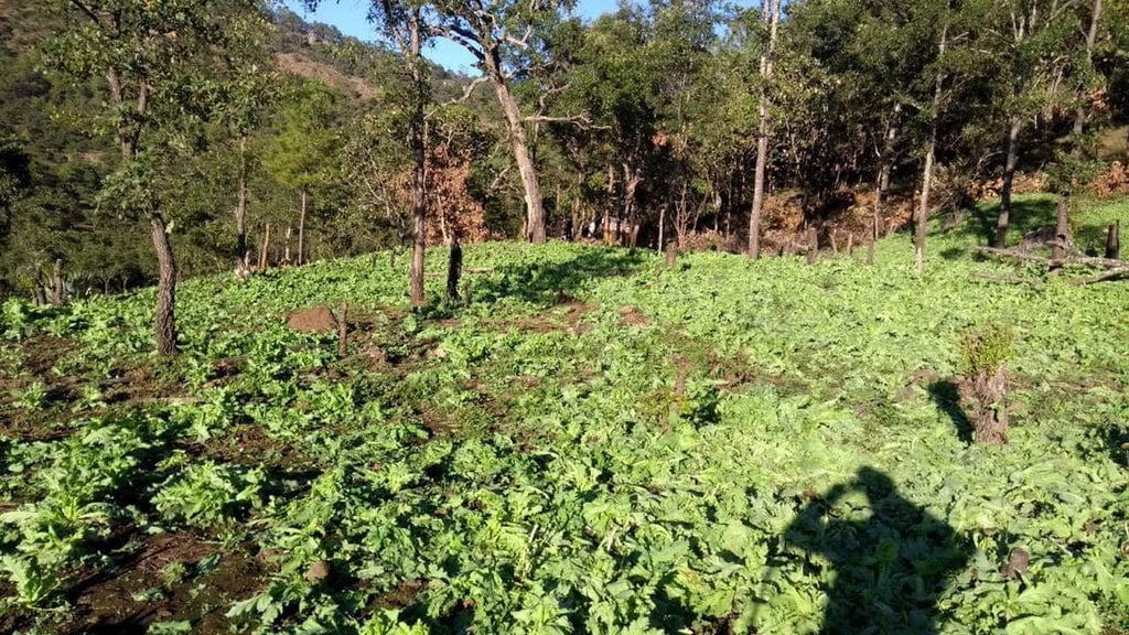 PGR incinera 300 mil plantas de amapola en Jalisco