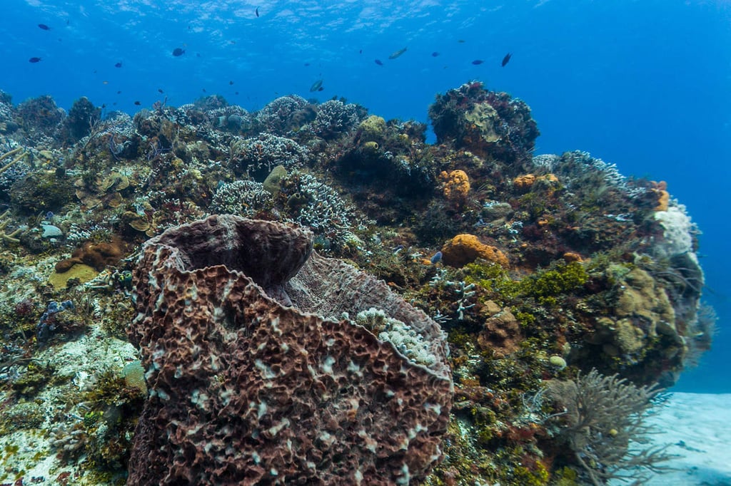 Perdida, la mitad de los arrecifes de coral del mundo, denuncia ONU