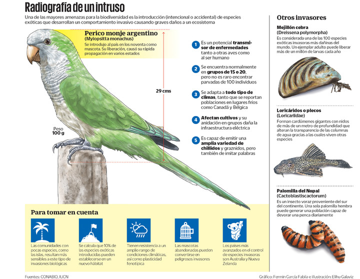 Carismáticas, pero peligrosas: especies invasoras en el país