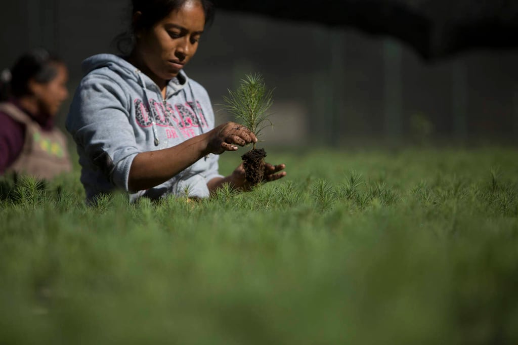 Comunidades indígenas, clave contra la deforestación