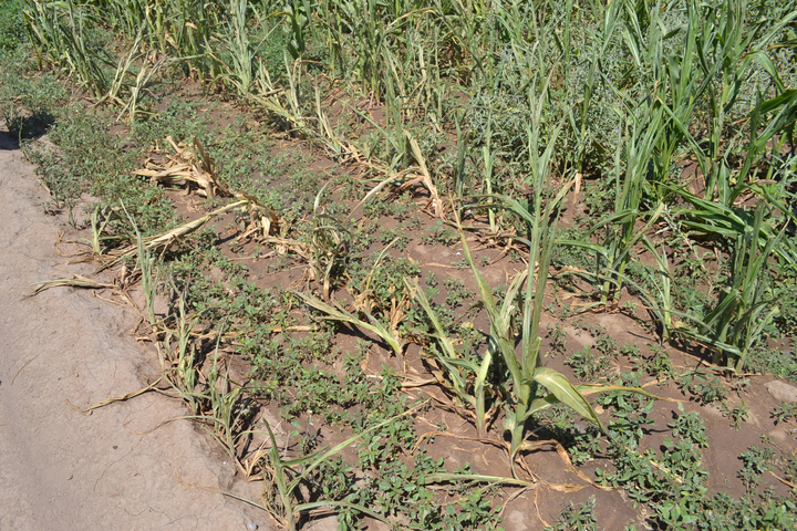 Falta de lluvias dañó cultivos en San Pedro del Gallo