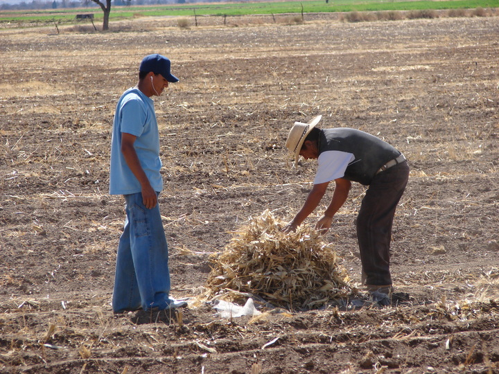 Campesinos rentan tierras por falta de dinero para sembrar