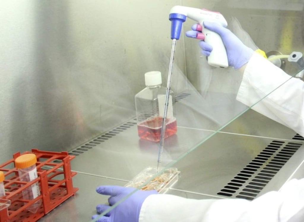 Logran piel pilosa a partir de células madre de ratones