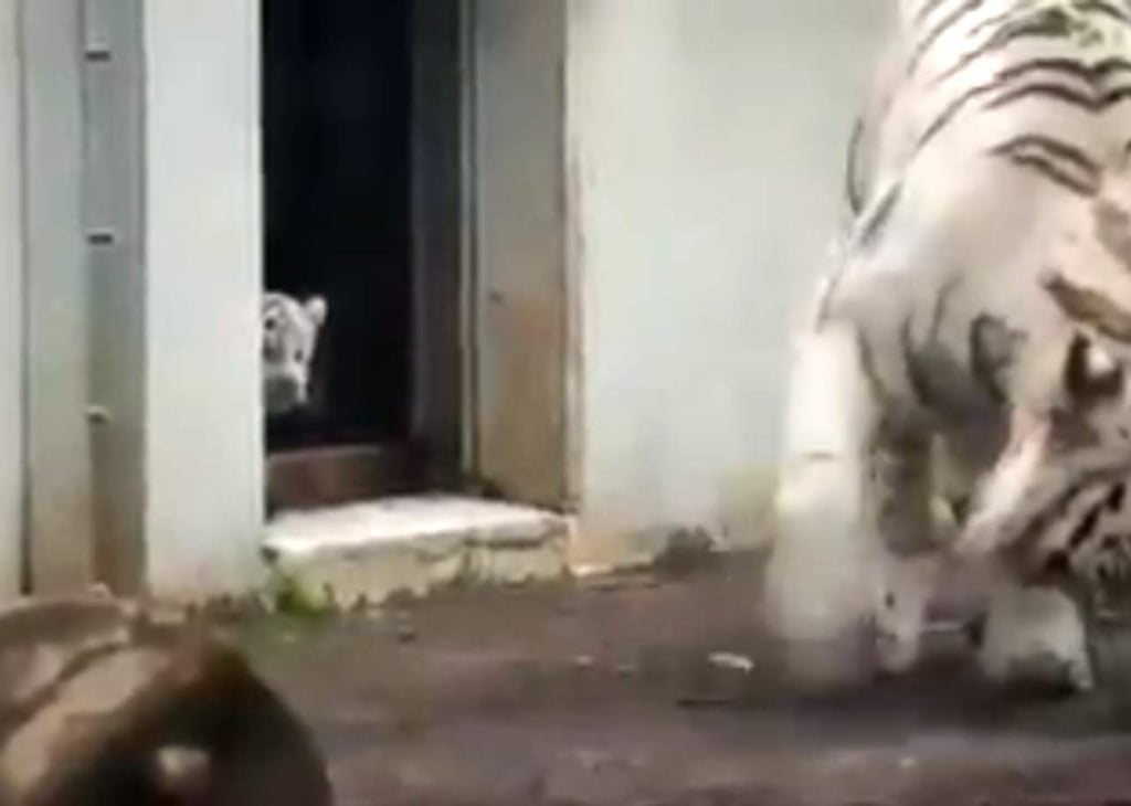Tigre bebé espanta a su mamá