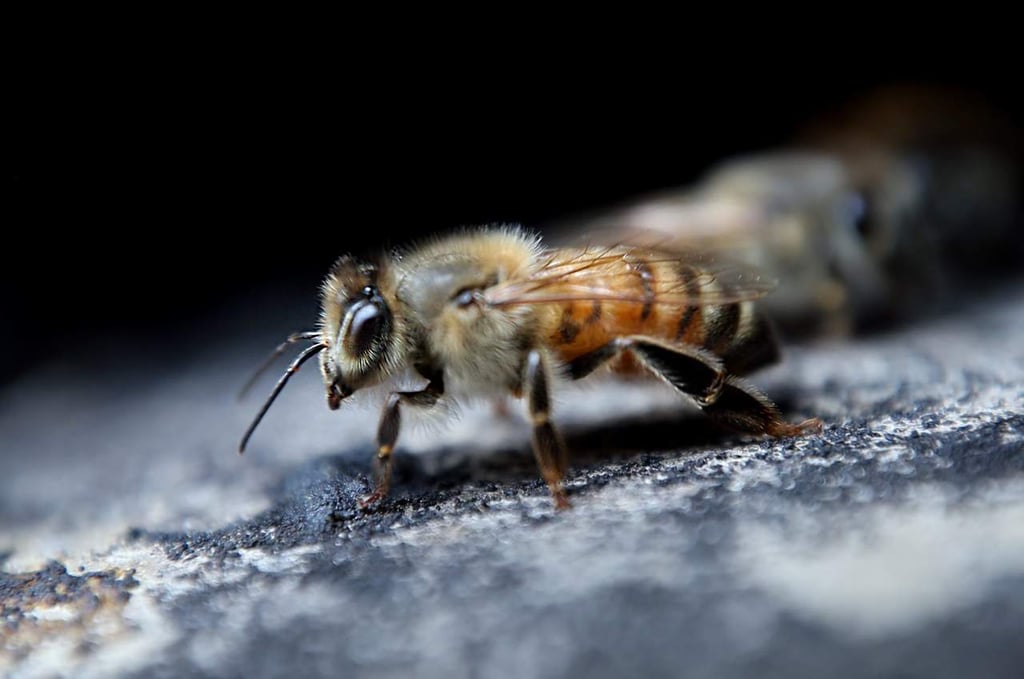 Muere joven en Sinaloa por ataque de abejas africanizadas
