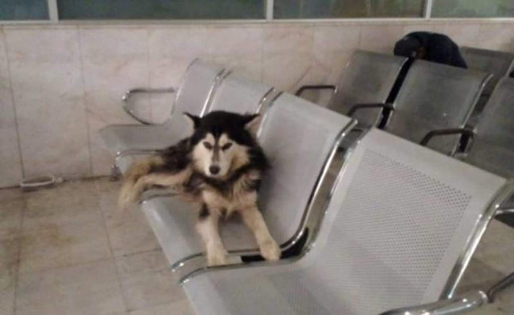 Él es 'el Hachi mexicano' que espera a su dueño en el IMSS