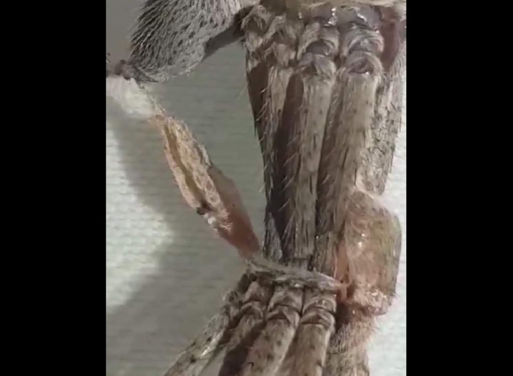 Criatura de 16 patas desconcierta a la red