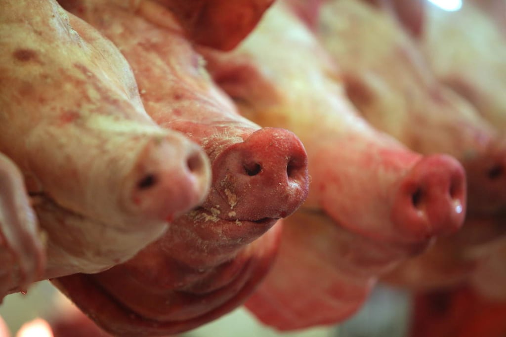 Carne porcina en México lista para exportarse a Estados Unidos
