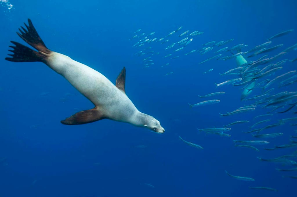 Discovery estrenará programa sobre el mundo de la depredación