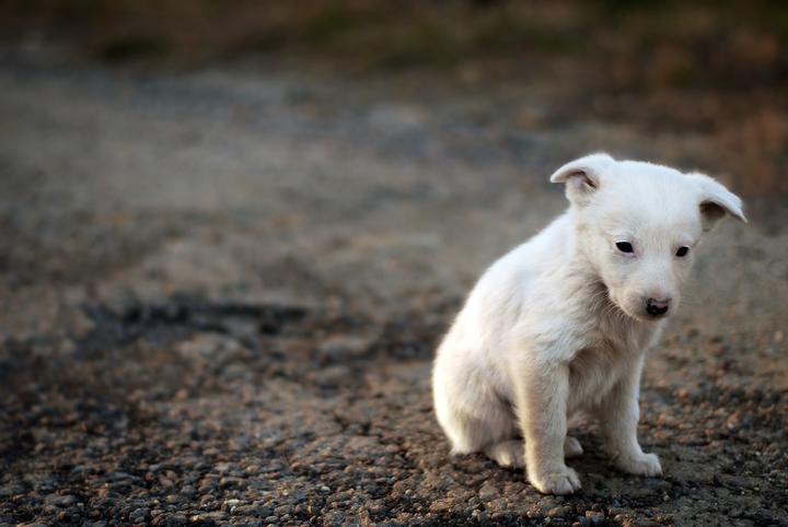 Medio millón de mascotas son abandonadas en México