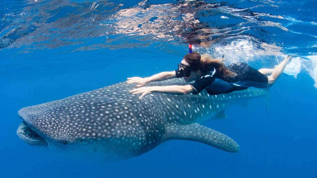 Nadar con los tiburones ballena, en busca de un turismo responsable
