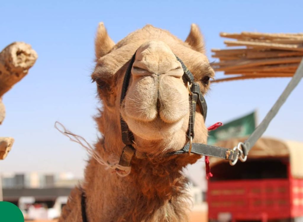 Descalifican a camellos de concurso de belleza por usar Botox