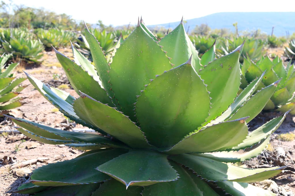 Descubren cuatro nuevas especies de agave en Oaxaca