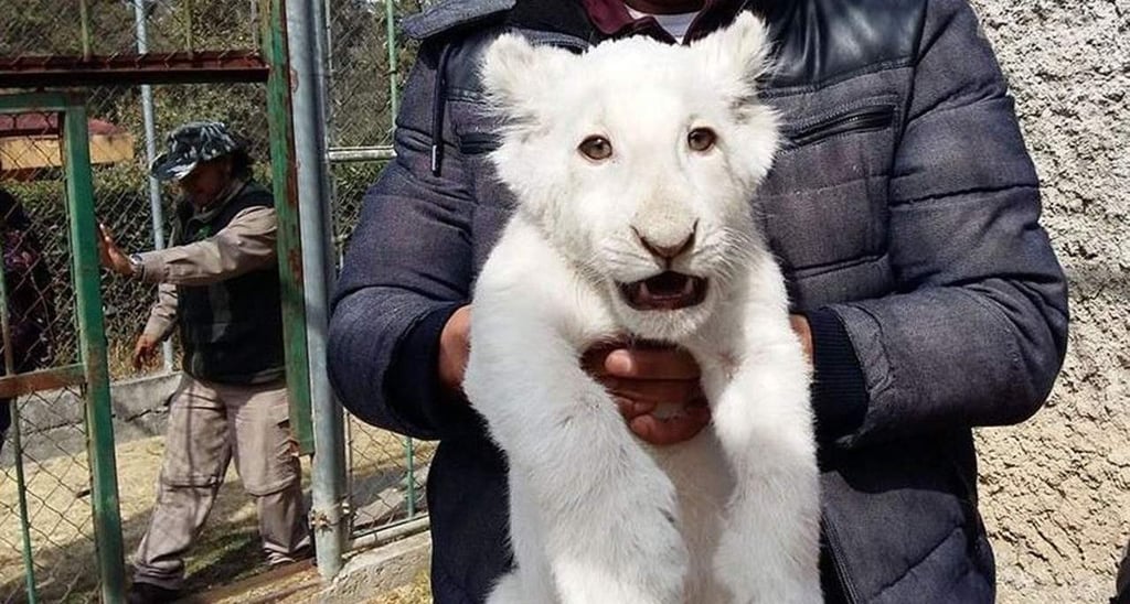 'Cachorro milagro', primer león blanco nacido en cautiverio en México