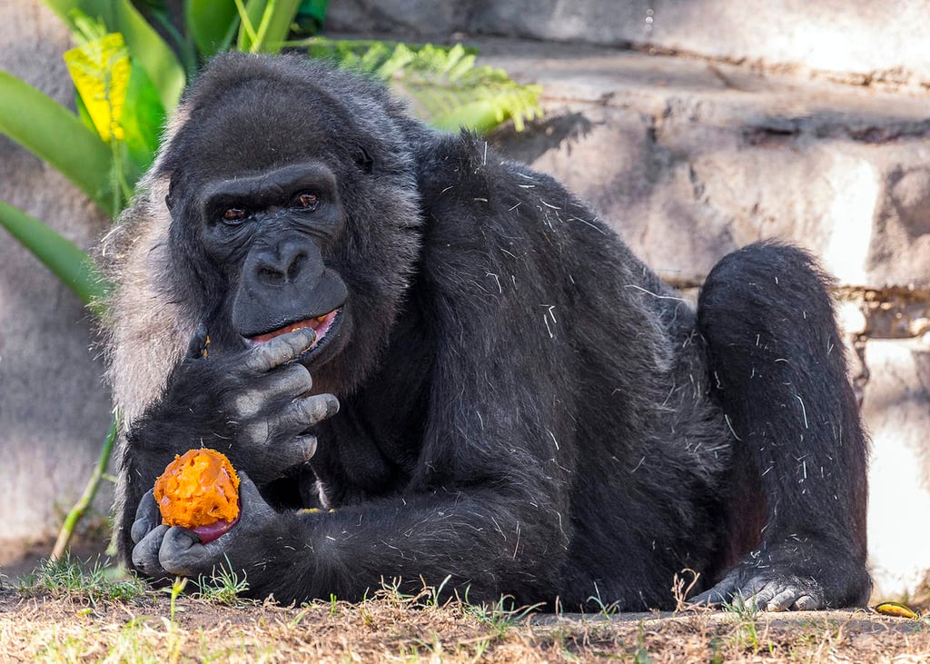 Muere uno de los gorilas más viejos del mundo en San Diego