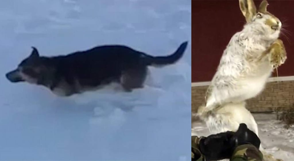 Encuentran animales congelados por temperaturas de -56ºC