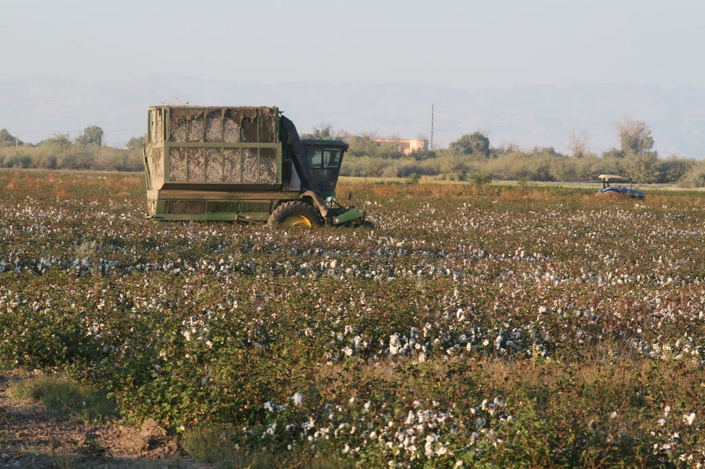 Programa ejercicio anual para el cultivo del algodón